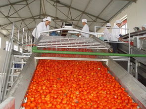 官宣 內(nèi)蒙古日報(bào) 頭版頭條關(guān)注 天賦河套